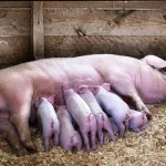 Pig breeding practices